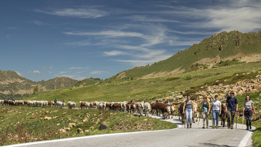 Transumanza in Valle Stura - 26 giugno 2025